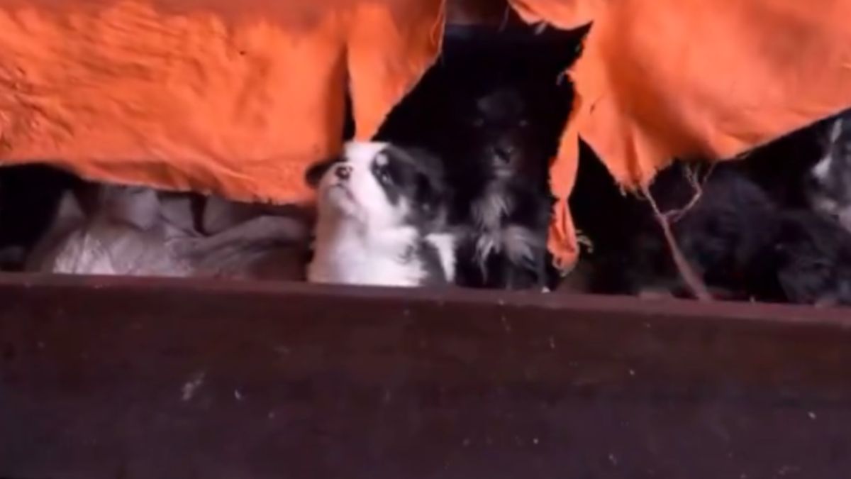 Zwierzęta trzymane w koszmarnych warunkach.