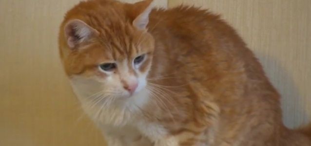 Poznaj Garfielda. To prawdziwy rekordzista