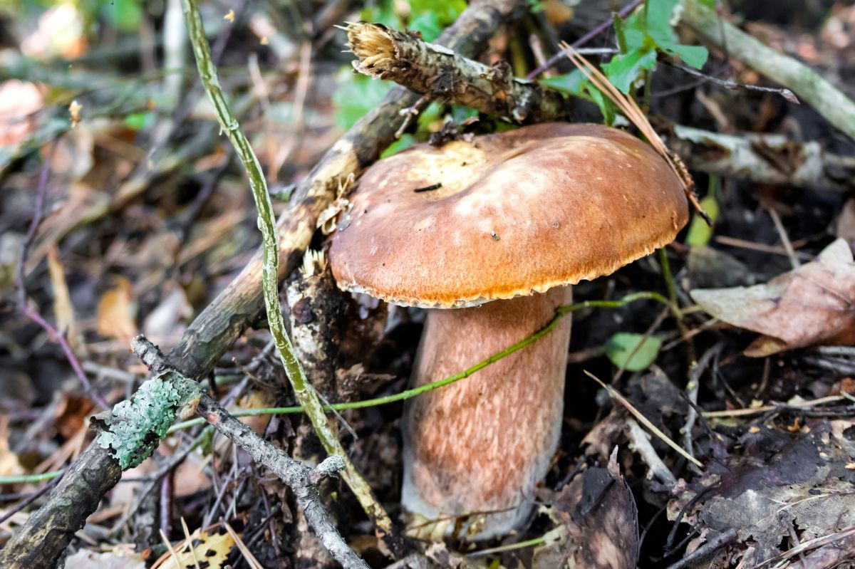 Pręży się jak podgrzybek. Psuje każdą potrawę