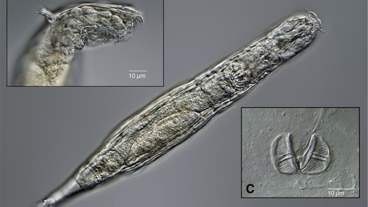 Wrotek z gatunku Bdelloidea przywrócony do życia po 24 tys. lat