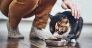 Alergia pokarmowa u kota. Dieta eliminacyjna, błędy żywieniowe i objawy, które łatwo pomylić