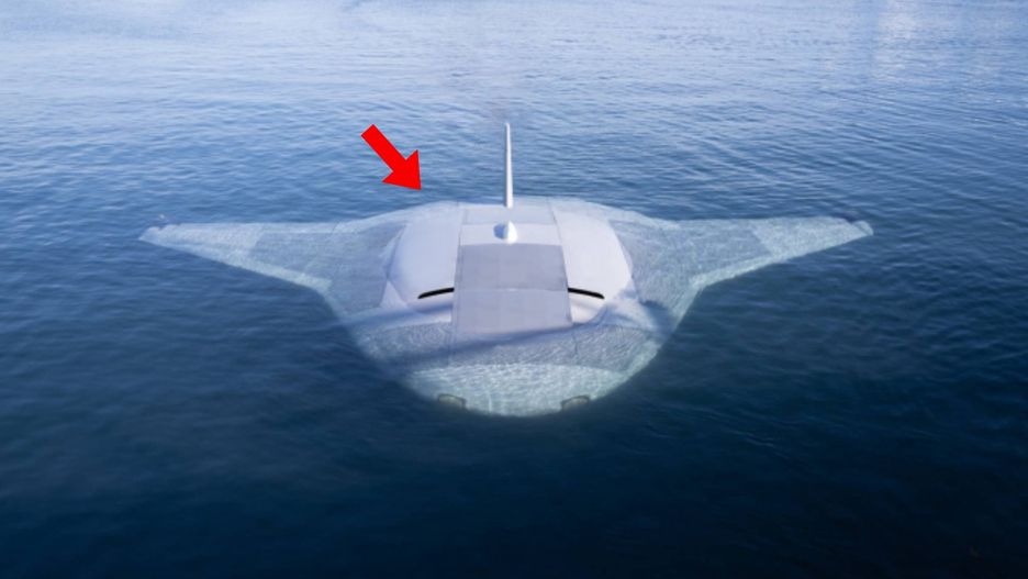 Manta Ray