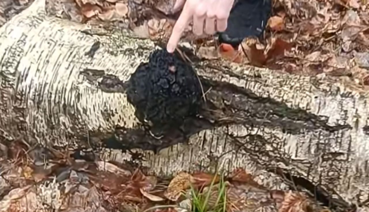 Aż zaczął nagrywać. Leśne znaleziska. "Poznajcie"