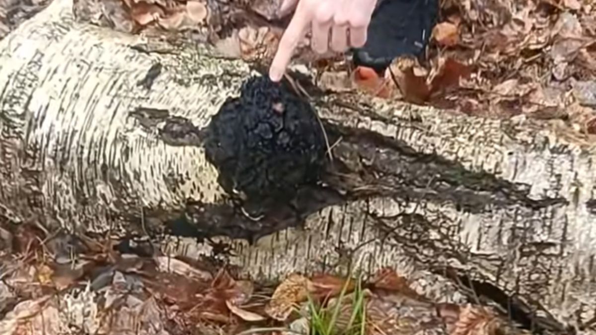 Takie znaleziska podczas szybkiego wypadu do lasu.