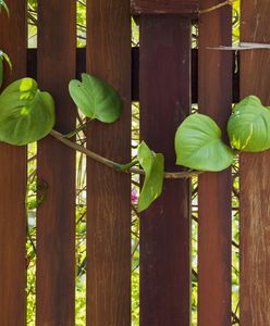 Sąsiad chce pieniędzy za ogrodzenie? Przepisy mówią jasno