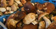 Ile kosztuje kilogram grzybów? Oto ceny w sklepach i internecie