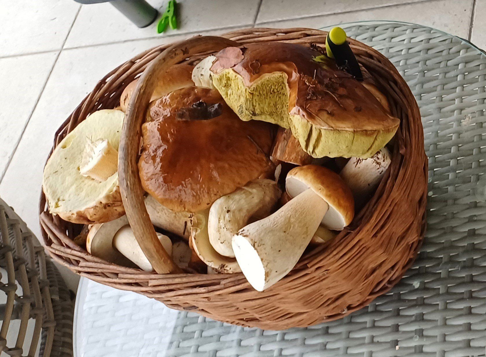 Wysyp grzybów w Wielkopolsce