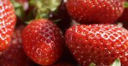 Zobacz, kto nie może spożywać truskawek. Czy powinieneś uważać na te owoce?