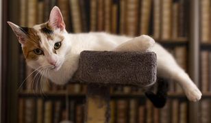 Sekretne życie kotów - oglądaj online w TV - co to za program, prowadzący, gdzie obejrzeć