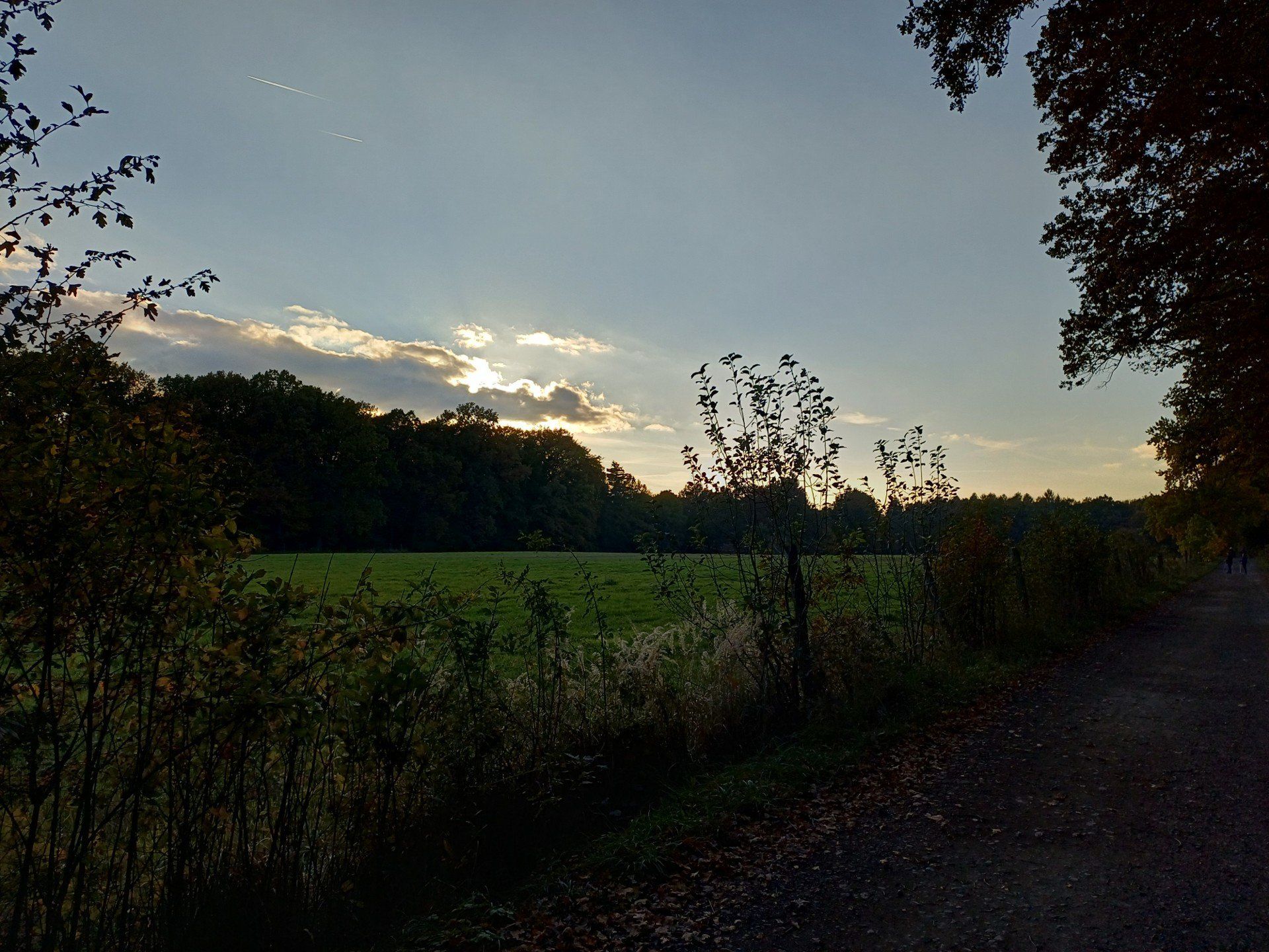 Miechowicka Ostoja Leśna w Bytomiu