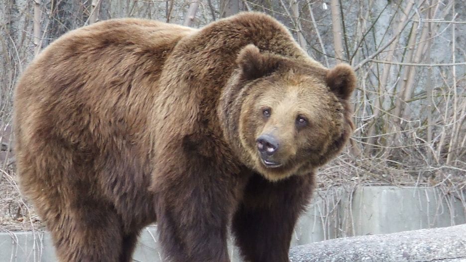 Niedźwiedź brunatny pojawił się na jednym z osiedli Nowego Sącza