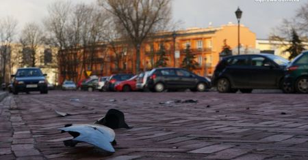 Dąbrowa Górnicza: kierowca terenowego BMW staranował 11 aut