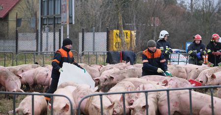 Przewrócona ciężarówka ze świniami. Zwierzęta są badane przez weterynarza