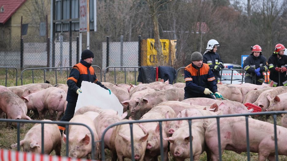 Na rondzie w Wierzbicy przewróciła się ciężarówka przewożąca świnie. Fot. Mateusz Marek
