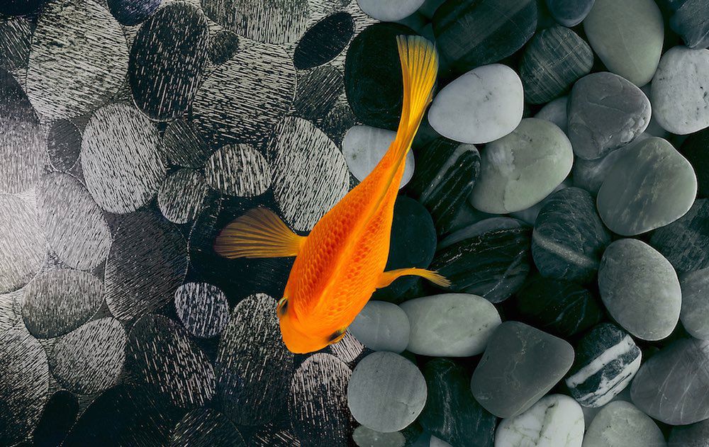 Jak namówić do współpracy przy zdjęciach... pszczoły i ryby? 2