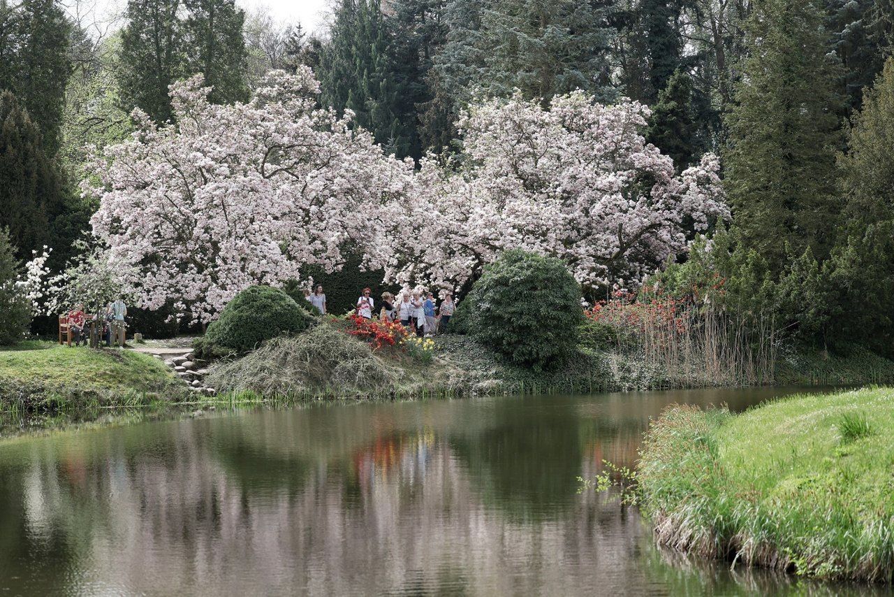 Kórnik: zamek i arboretum z pięknymi magnoliami