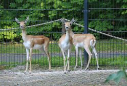 Chorzów. Śląskie zoo ma nowych mieszkańców. Przybyły wprost z Hamburga