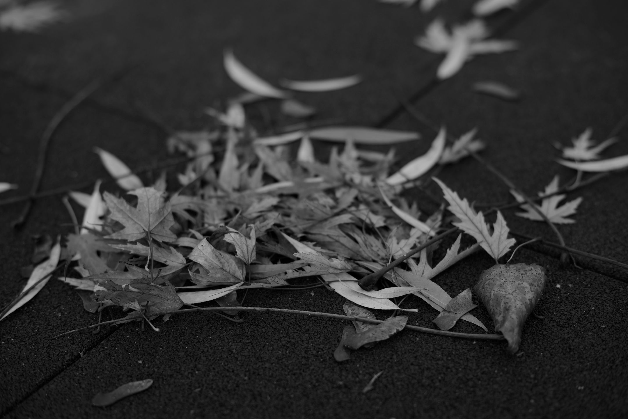 Niewielki może bardzo dużo! Voigtländer Nokton 50 mm f/1,5 26