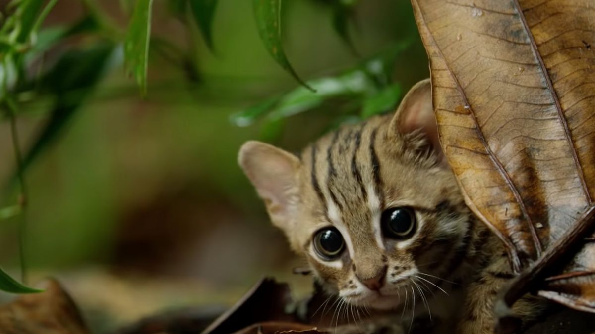 Najmniejszy dziki kot: Uroczy morderca 1