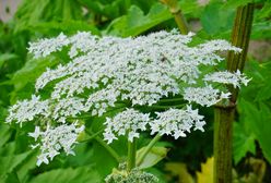 Zakazane rośliny w Polsce. Nie wypłacisz się, gdy posadzisz