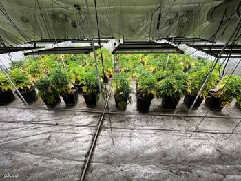 Sławno: Plantacja konopi zlikwidowana. Zabezpieczono narkotyki i broń