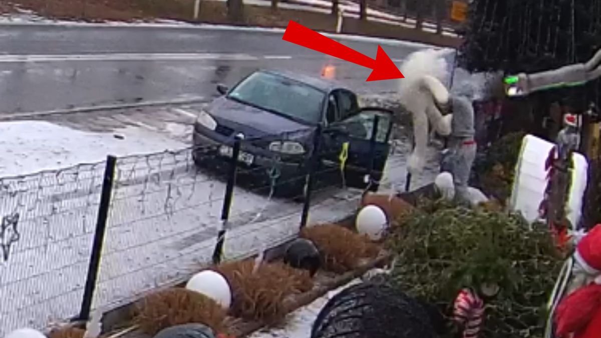 Ukradli wielkiego misia.