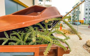 Kiedy rozebrać choinkę? Konkretne daty