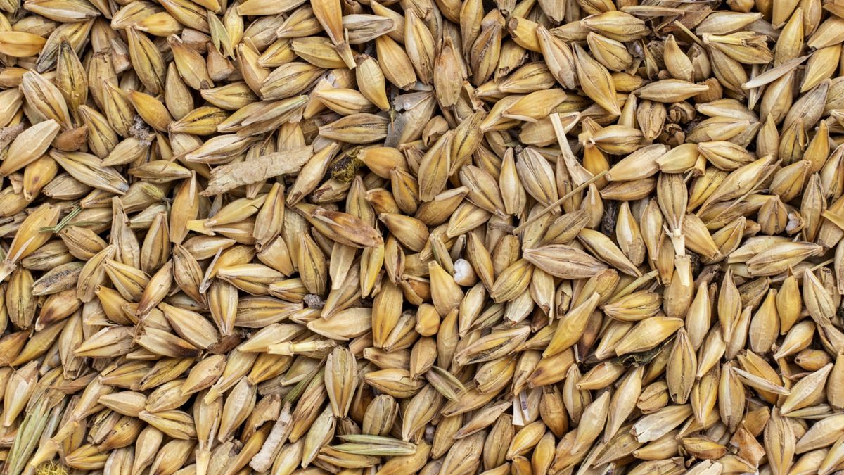 Słód jęczmienny można przygotować samodzielnie w domu