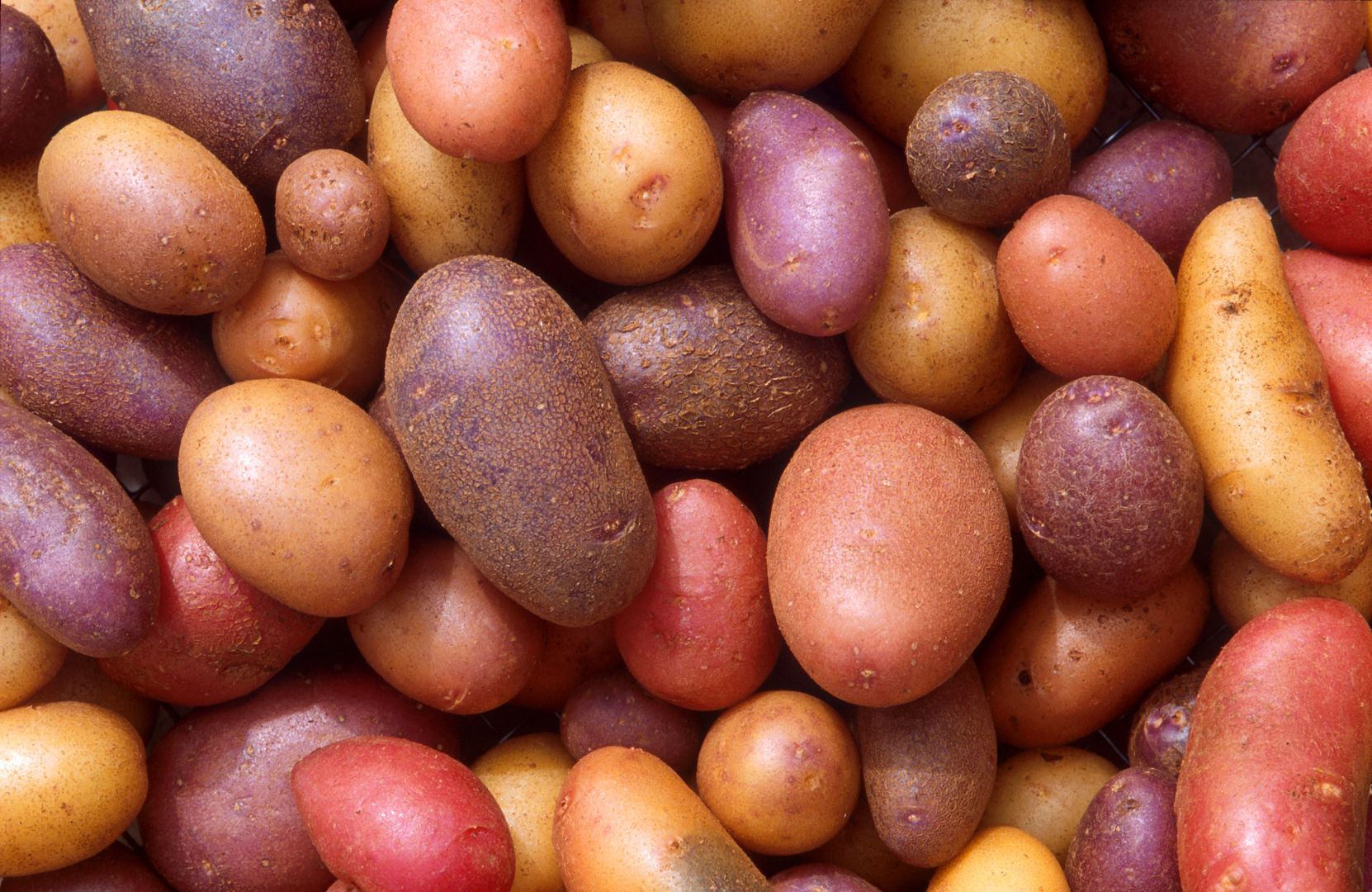 Jedzenie ziemniaków zmniejsza ryzyko zachorowania na raka żołądka.