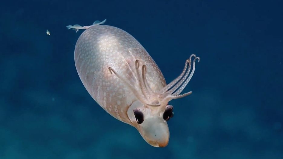 Banded piglet squid (Helicocranchia pfefferi)
