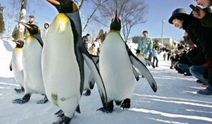 Badania nad chodem pingwinów mogą pomóc ludziom