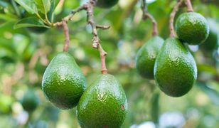 Szał na awokado. Owoc najdroższy od 20 lat