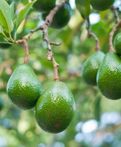 Szał na awokado. Owoc najdroższy od 20 lat
