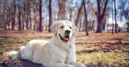9-latka pogryziona przez labradora. Założono jej ponad 230 szwów na twarzy
