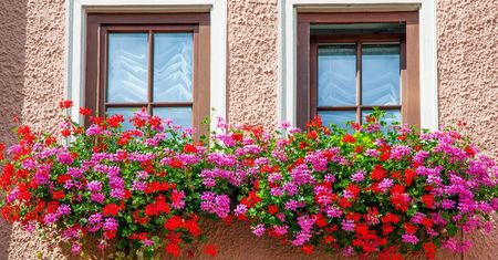 Kiedy wystawić pelargonie na balkon? Pelargonie kaskadowe mają jeden termin