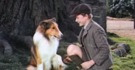 Te filmy z psami to klasyka. Odgadnij tytuły