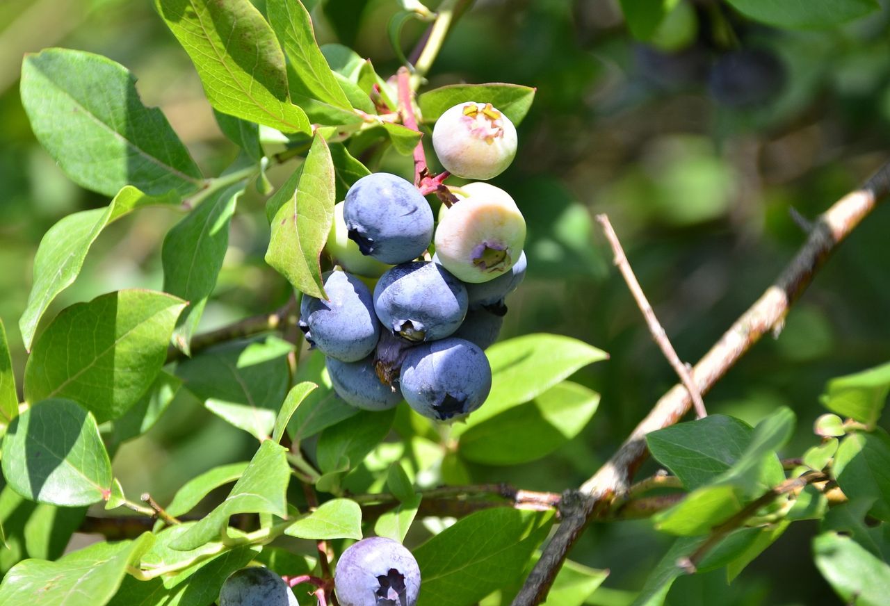 How to save this year's struggling blueberry yield