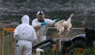 Chiny. Zdiagnozowano pierwsze na świecie zakażenie ptasią grypą H10N3 u człowieka