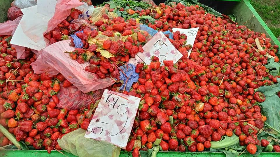 Na śmietnik w Bydgoszczy wyrzucono mnóstwo truskawek