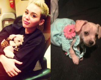 Miley ma kolejnego psa! (ZDJĘCIA)