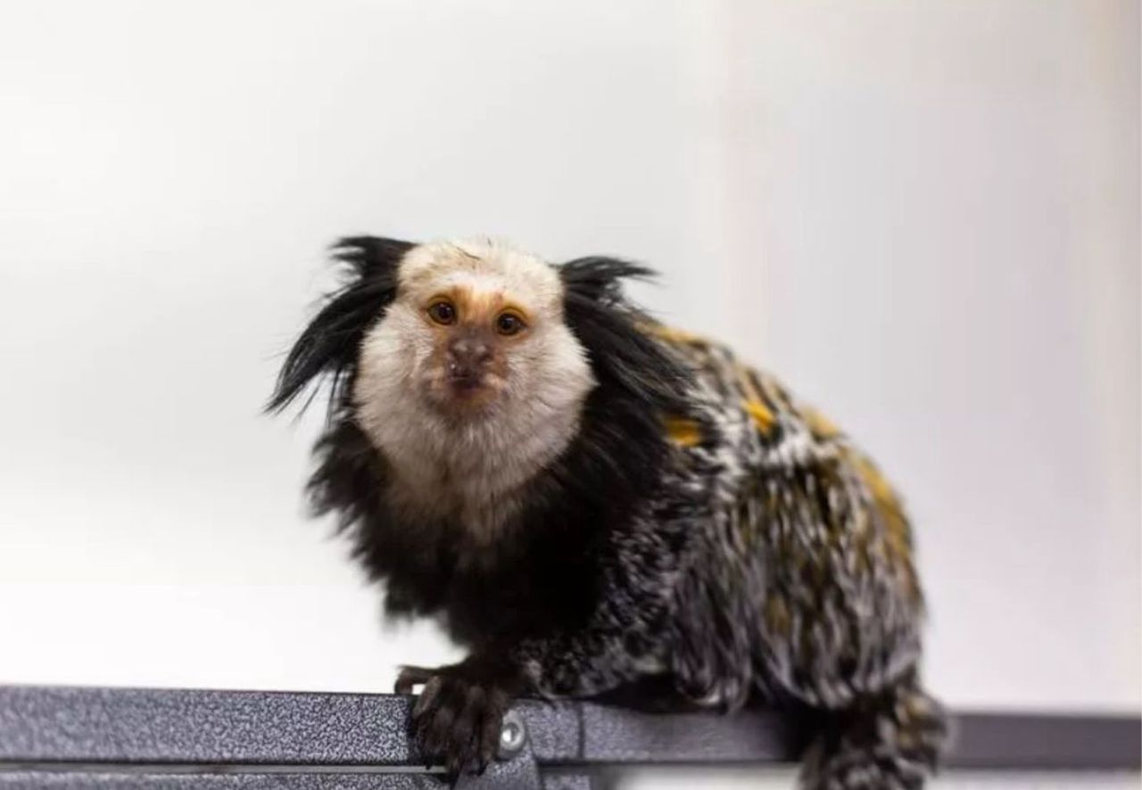 Scotland's wildlife trade crisis: Monkey sparks legal calls