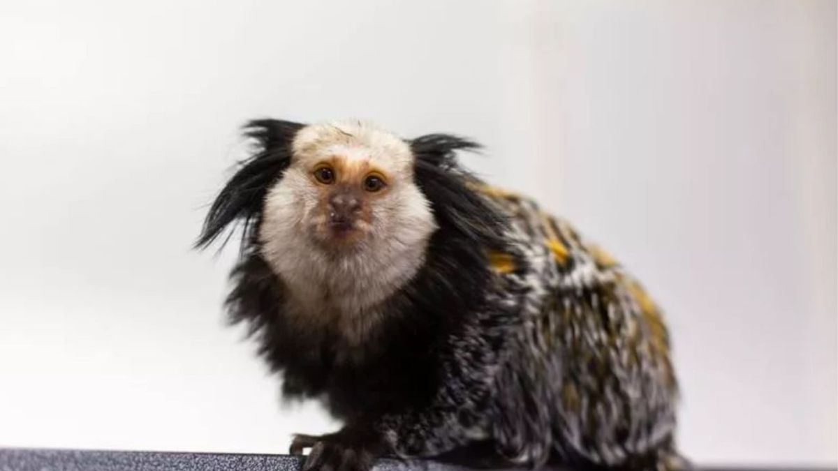 Małpka uratowana z karygodnych warunków