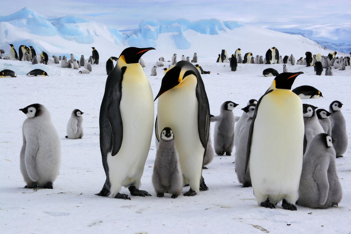 Ptasia grypa zagraża życiu pingwinów