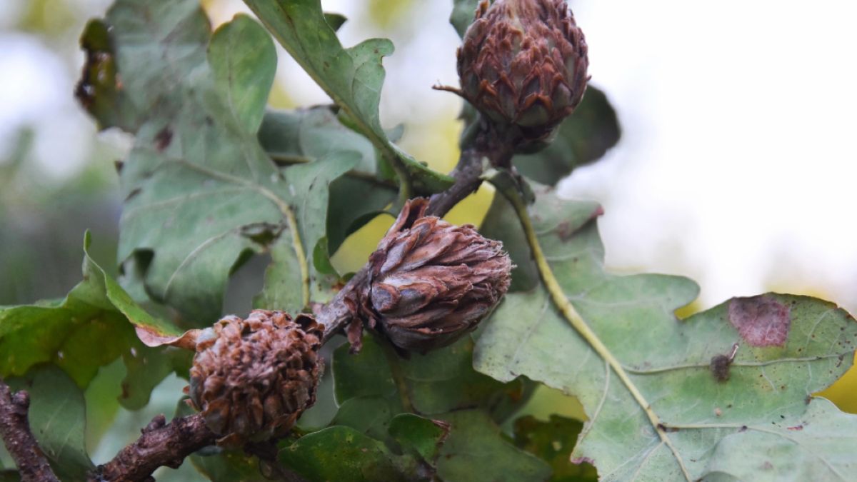 Szyszki na dębie? To nie wybryk natury