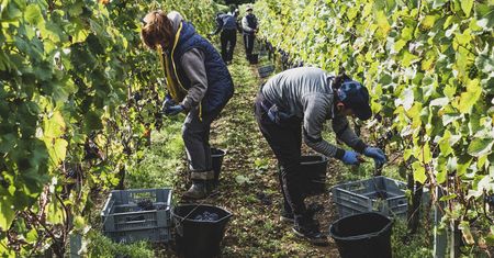 Zmiana klimatu postawi tę branżę na głowie. "Najlepsze wino robią w Wielkiej Brytanii"