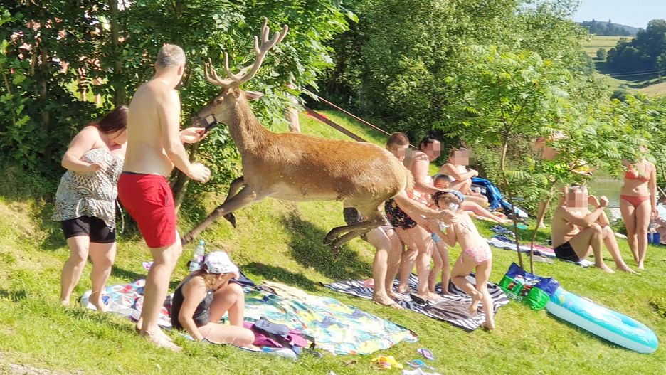Jeleń wbiegł prosto w plażowiczów 