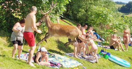Jezioro Solińskie. Jeleń wybiegł z wody. Plażowicze byli zaskoczeni
