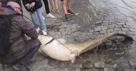 Rzeczny potwór z Sekwany. Sensacja w Paryżu
