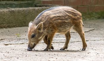 Problem z dzikami na Ursynowie. Reakcja służb szokuje mieszkańców