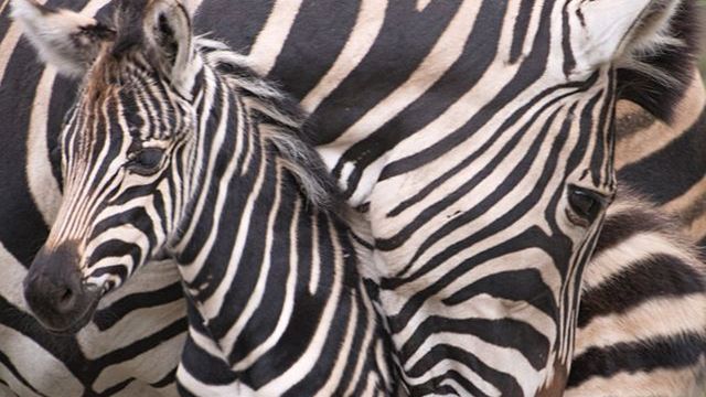 Wrocławski ogród zoologiczny zamknięty, ale można spotkać się ze zwierzętami w sieci